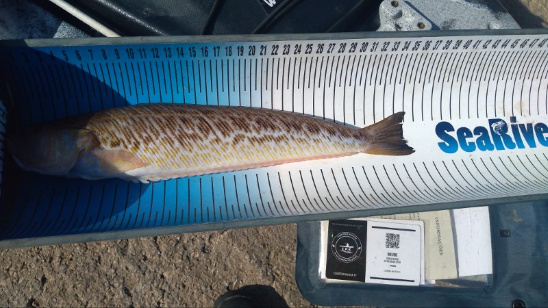 Fish Measure Picture
