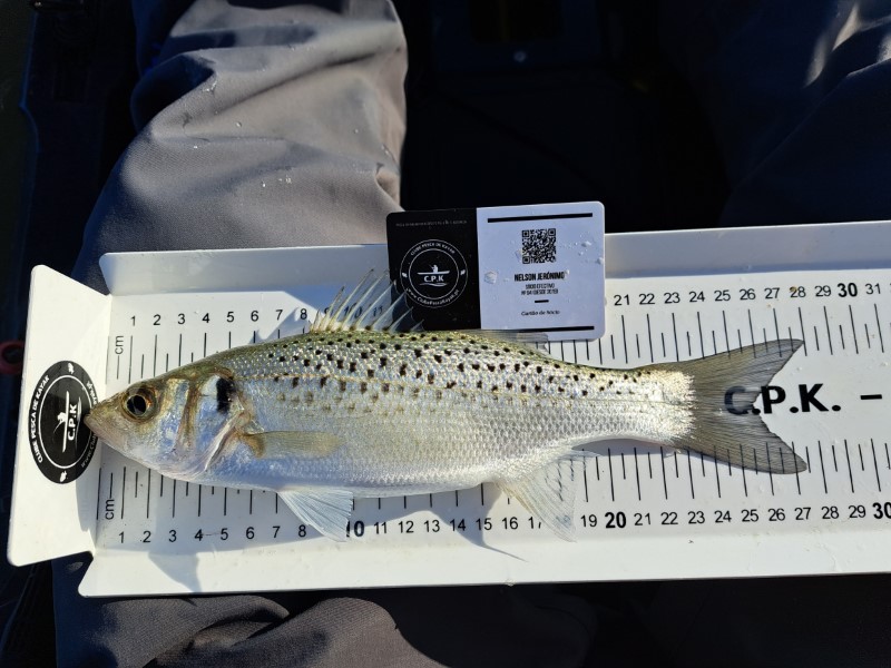 Fish Measure Picture