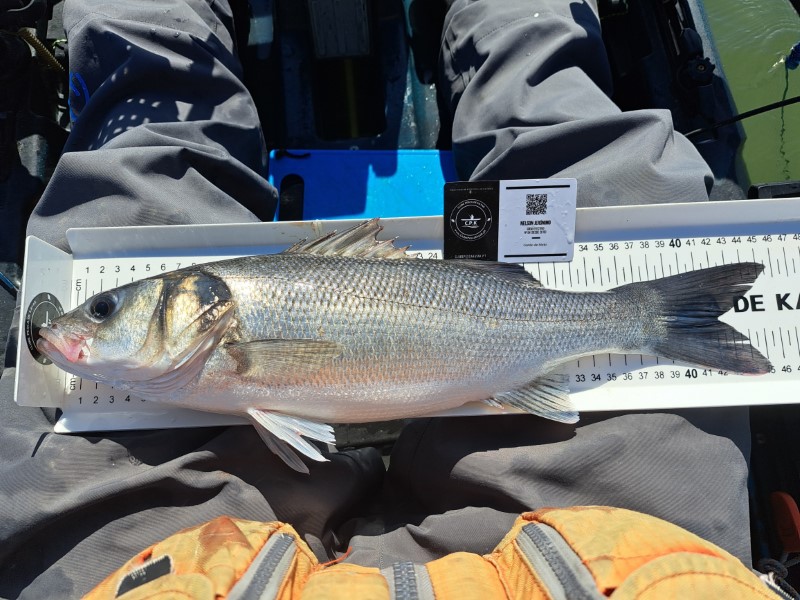 Fish Measure Picture