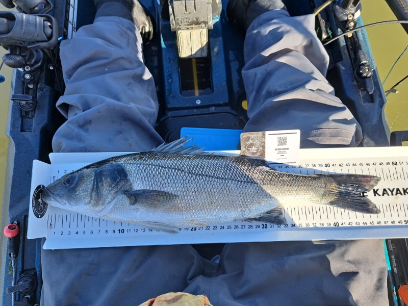 Fish Measure Picture