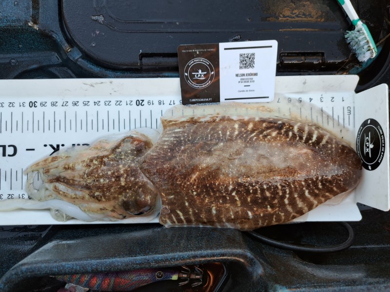 Fish Measure Picture