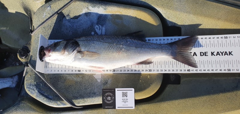 Fish Measure Picture