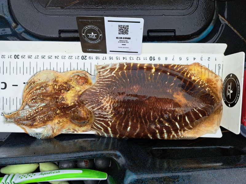 Fish Measure Picture