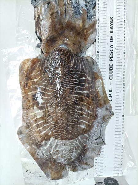 Fish Measure Picture