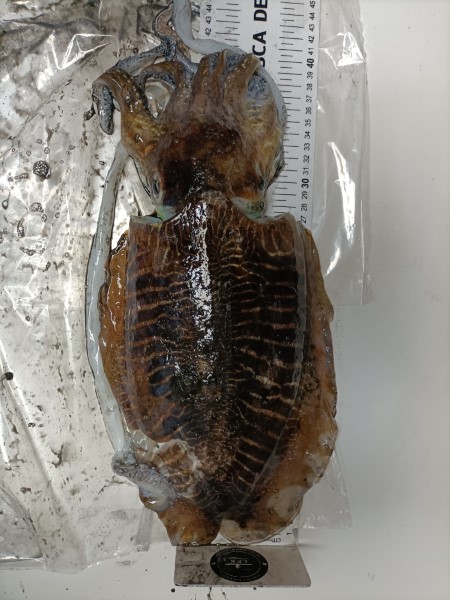 Fish Measure Picture