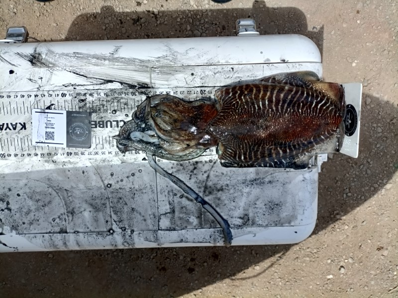 Fish Measure Picture