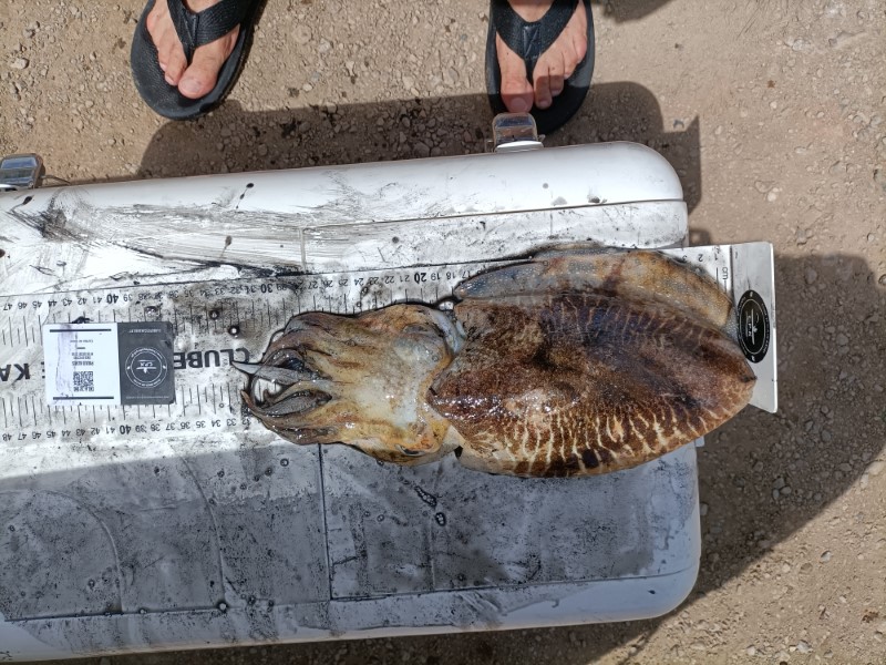 Fish Measure Picture