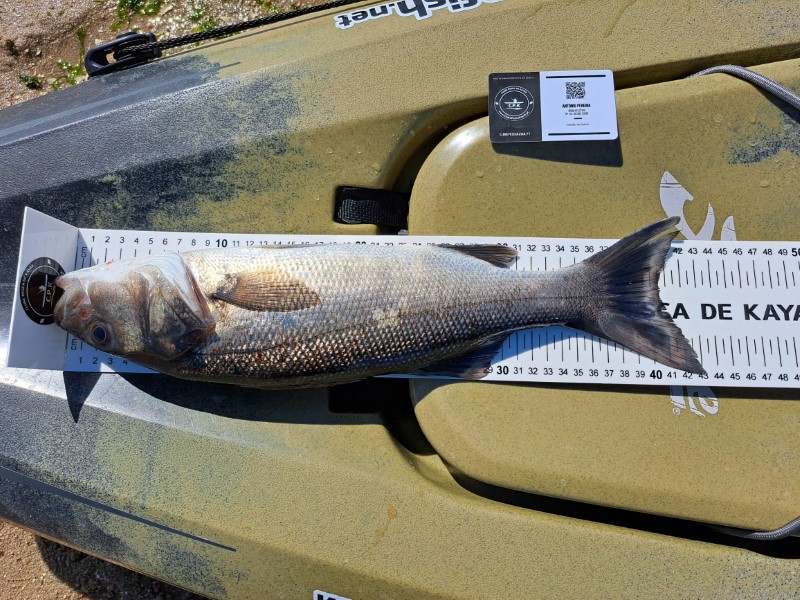 Fish Measure Picture