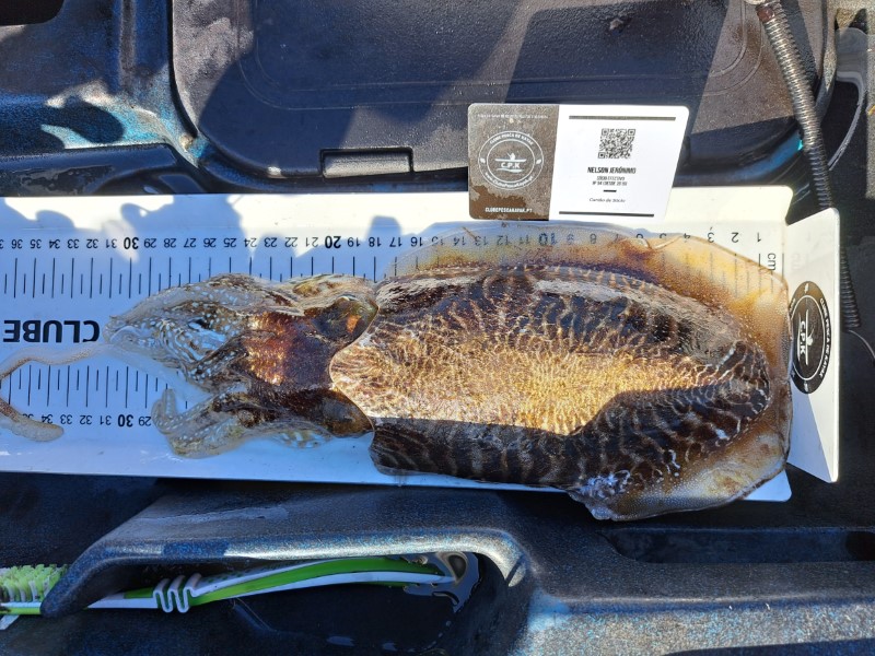 Fish Measure Picture