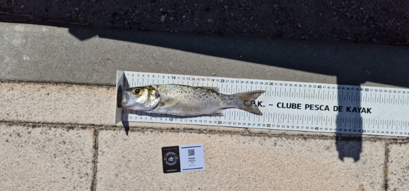 Fish Measure Picture