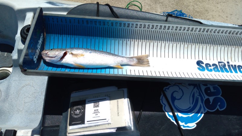 Fish Measure Picture