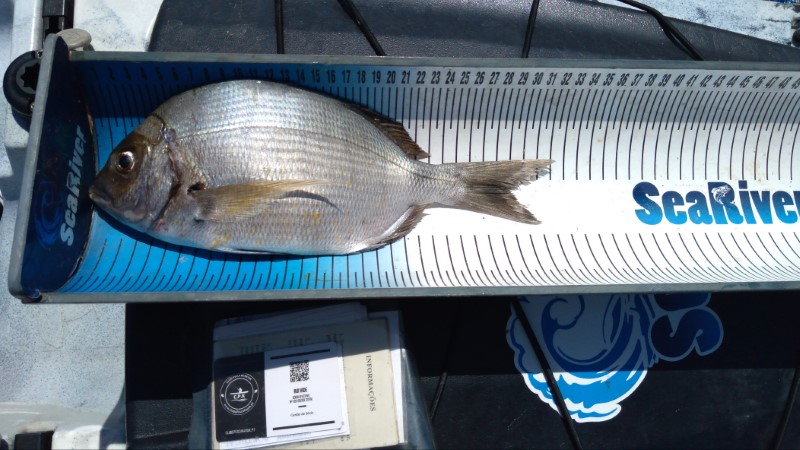 Fish Measure Picture