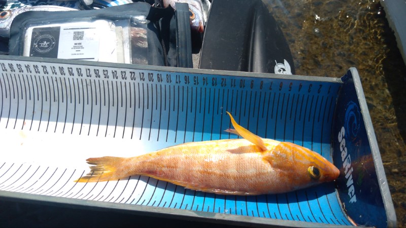 Fish Measure Picture