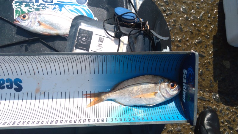 Fish Measure Picture