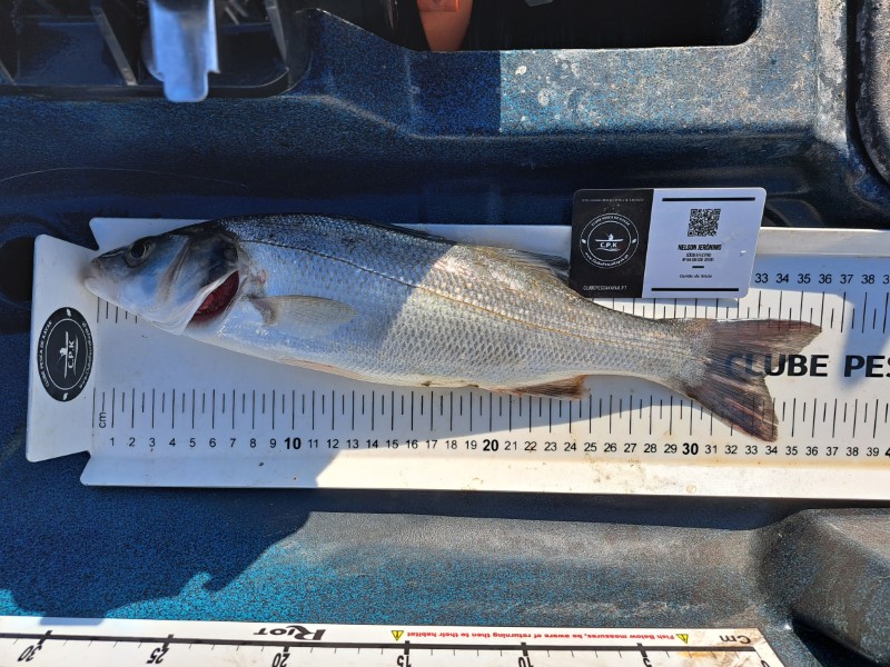 Fish Measure Picture