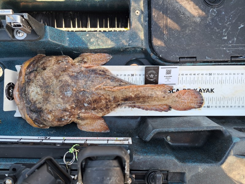 Fish Measure Picture