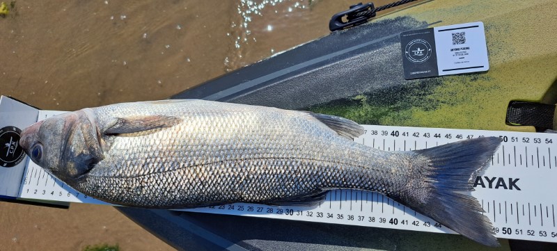 Fish Measure Picture