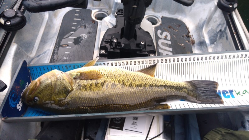 Fish Measure Picture