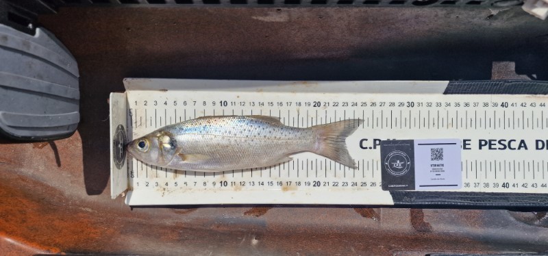 Fish Measure Picture