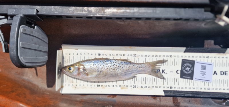 Fish Measure Picture