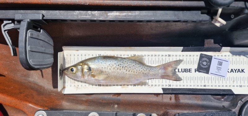 Fish Measure Picture