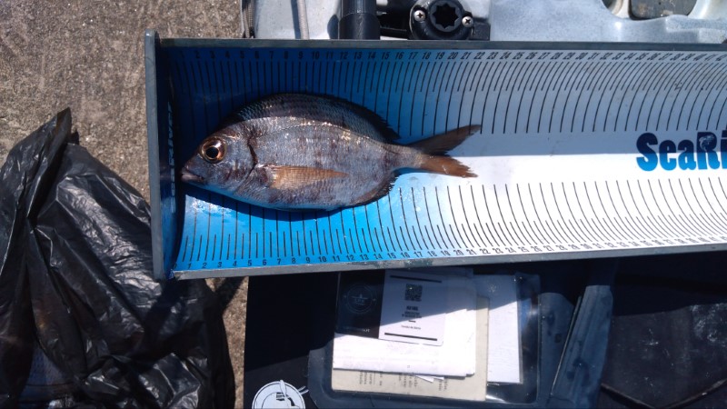 Fish Measure Picture