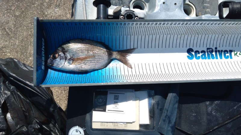 Fish Measure Picture
