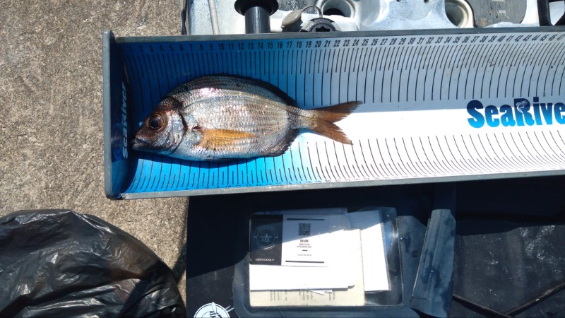 Fish Measure Picture