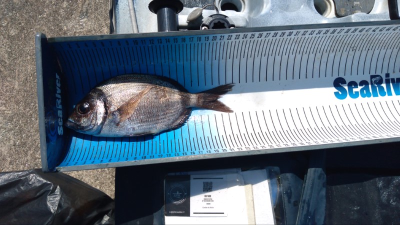 Fish Measure Picture