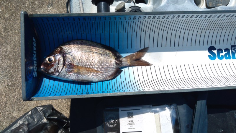 Fish Measure Picture