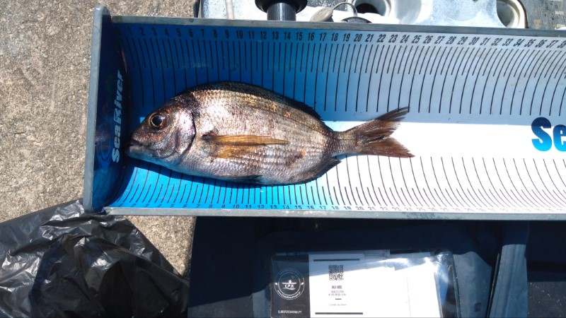 Fish Measure Picture