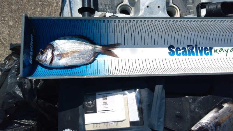 Fish Measure Picture