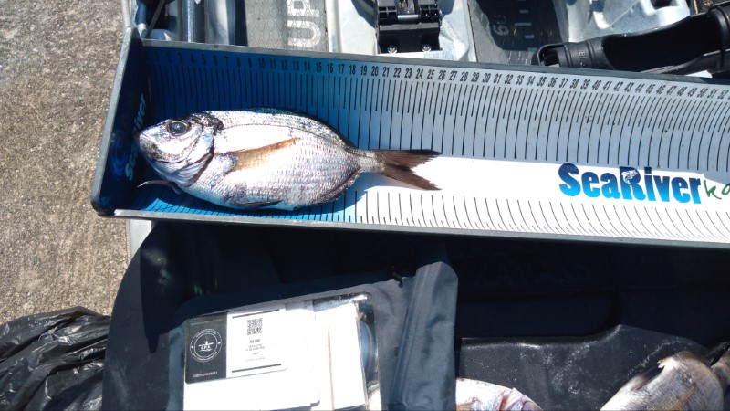 Fish Measure Picture