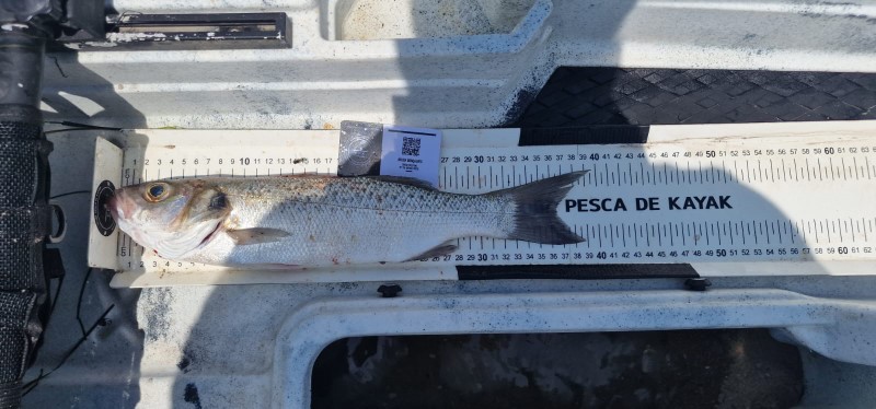 Fish Measure Picture