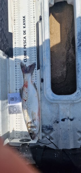 Fish Measure Picture