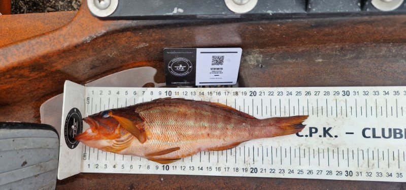 Fish Measure Picture
