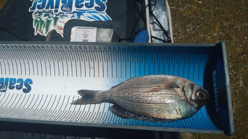 Fish Measure Picture