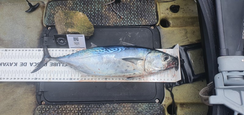 Fish Measure Picture