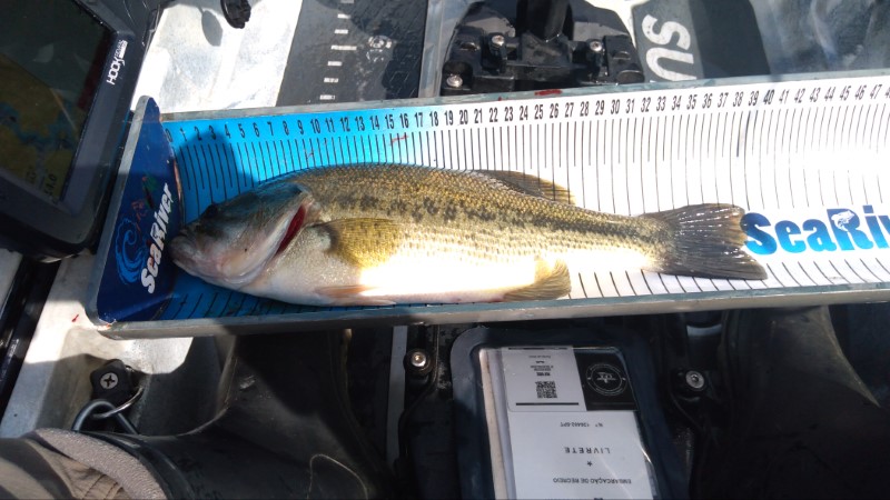 Fish Measure Picture