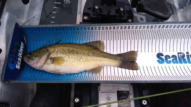 Fish Measure Picture