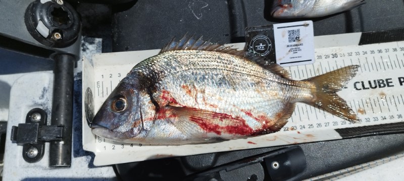 Fish Measure Picture