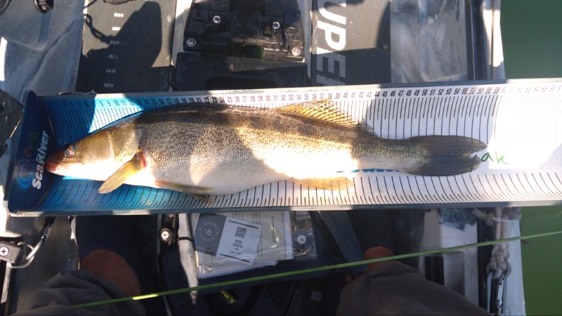 Fish Measure Picture