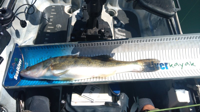 Fish Measure Picture