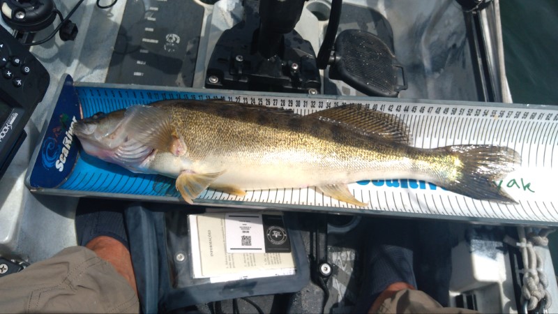 Fish Measure Picture