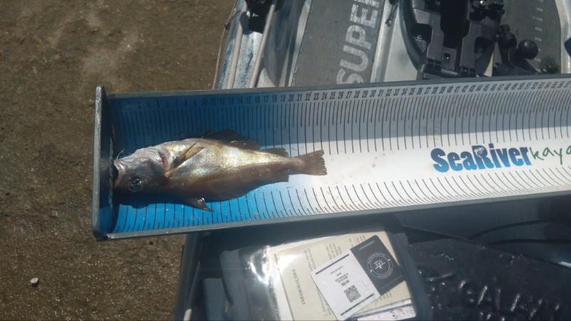 Fish Measure Picture