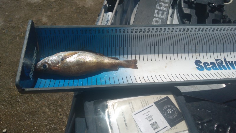 Fish Measure Picture