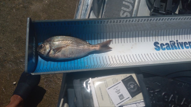 Fish Measure Picture