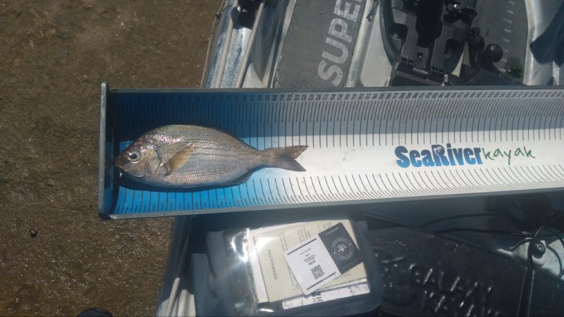 Fish Measure Picture