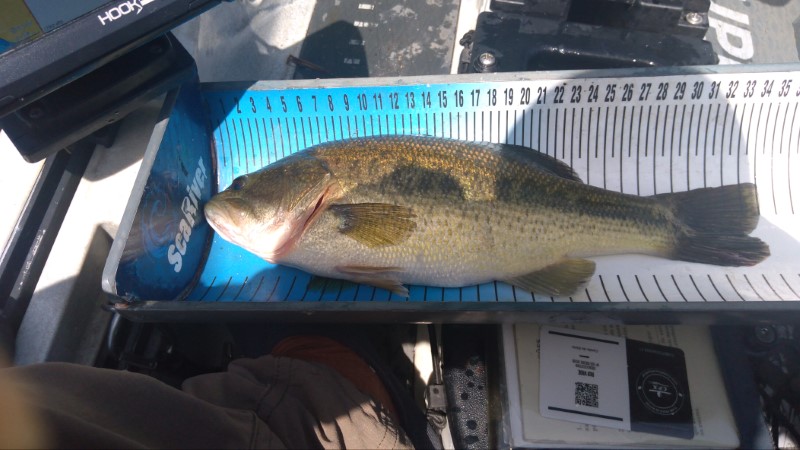 Fish Measure Picture