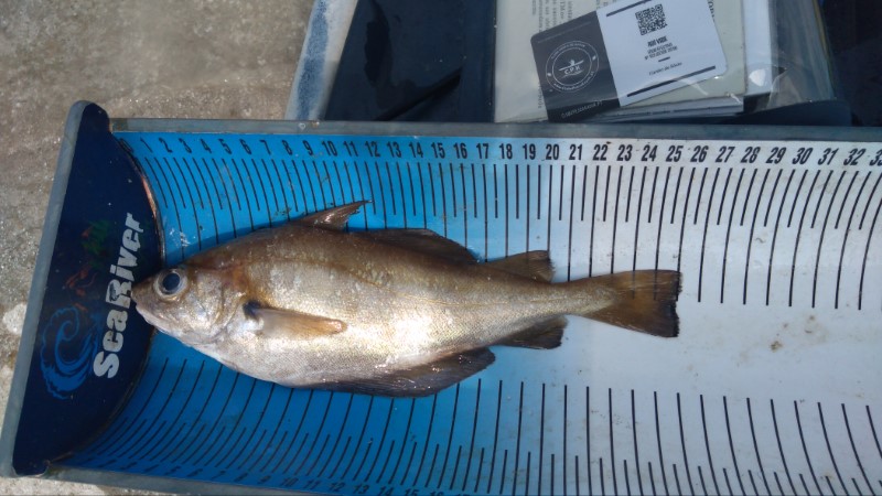 Fish Measure Picture